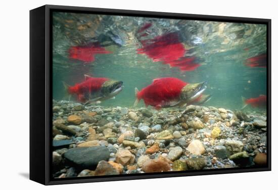 Spawning Sockeye Salmon-Peter Scoones-Framed Premier Image Canvas
