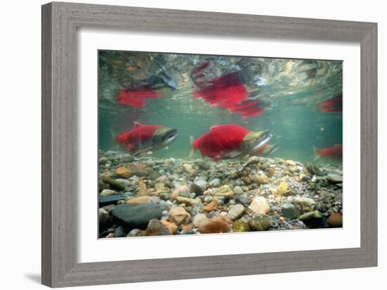 Spawning Sockeye Salmon-Peter Scoones-Framed Photographic Print