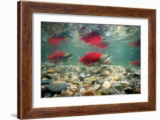 Spawning Sockeye Salmon-Peter Scoones-Framed Photographic Print