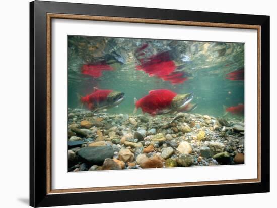 Spawning Sockeye Salmon-Peter Scoones-Framed Photographic Print