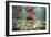 Spawning Sockeye Salmon-Peter Scoones-Framed Photographic Print