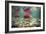 Spawning Sockeye Salmon-Peter Scoones-Framed Photographic Print