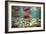 Spawning Sockeye Salmon-Peter Scoones-Framed Photographic Print