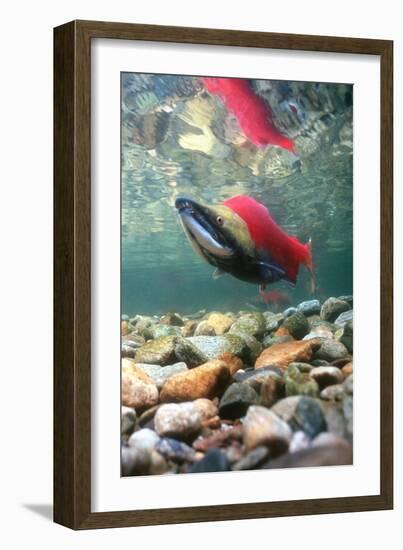 Spawning Sockeye Salmon-Peter Scoones-Framed Photographic Print