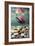 Spawning Sockeye Salmon-Peter Scoones-Framed Photographic Print