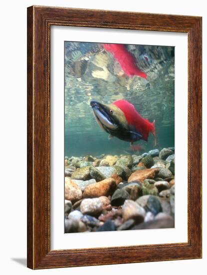 Spawning Sockeye Salmon-Peter Scoones-Framed Photographic Print