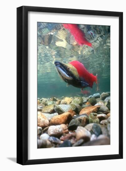 Spawning Sockeye Salmon-Peter Scoones-Framed Photographic Print