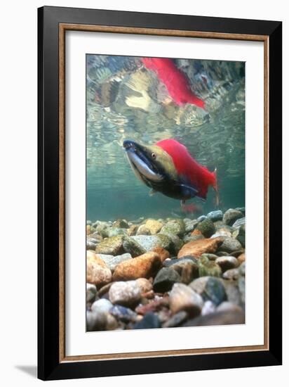 Spawning Sockeye Salmon-Peter Scoones-Framed Photographic Print