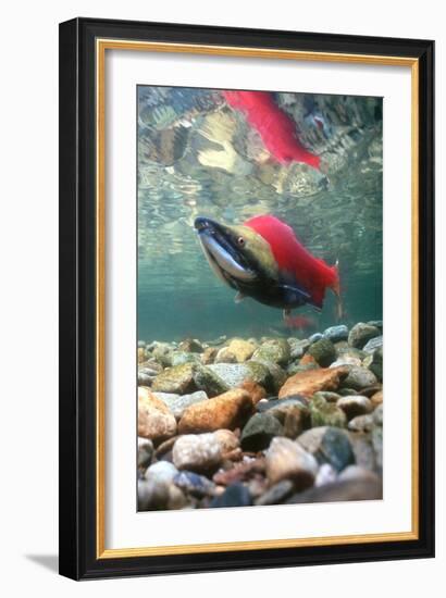 Spawning Sockeye Salmon-Peter Scoones-Framed Photographic Print