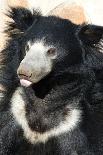 Indian Sloth Bear-Spaxia-Photographic Print