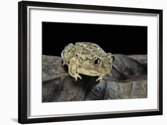 Spea Bombifrons (Plains Spadefoot Toad)-Paul Starosta-Framed Photographic Print