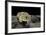 Spea Bombifrons (Plains Spadefoot Toad)-Paul Starosta-Framed Photographic Print