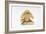 Speak No Evil, One of the Three Wise Monkeys-Japanese School-Framed Giclee Print