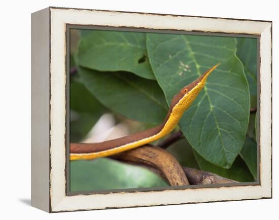 Spear Nose Snake (Langaha Madagaseariensis) Camouflaged to Resemble Tree, Madagascar-Andres Morya Hinojosa-Framed Premier Image Canvas