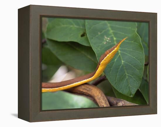 Spear Nose Snake (Langaha Madagaseariensis) Camouflaged to Resemble Tree, Madagascar-Andres Morya Hinojosa-Framed Premier Image Canvas