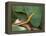 Spear Nose Snake (Langaha Madagaseariensis) Camouflaged to Resemble Tree, Madagascar-Andres Morya Hinojosa-Framed Premier Image Canvas