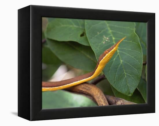 Spear Nose Snake (Langaha Madagaseariensis) Camouflaged to Resemble Tree, Madagascar-Andres Morya Hinojosa-Framed Premier Image Canvas