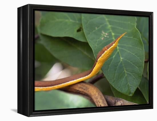 Spear Nose Snake (Langaha Madagaseariensis) Camouflaged to Resemble Tree, Madagascar-Andres Morya Hinojosa-Framed Premier Image Canvas