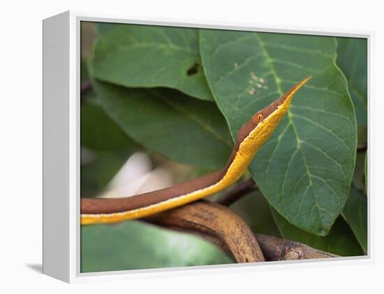 Spear Nose Snake (Langaha Madagaseariensis) Camouflaged to Resemble Tree, Madagascar-Andres Morya Hinojosa-Framed Premier Image Canvas