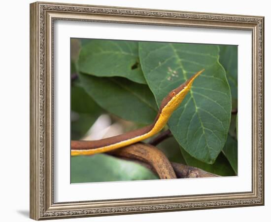 Spear Nose Snake (Langaha Madagaseariensis) Camouflaged to Resemble Tree, Madagascar-Andres Morya Hinojosa-Framed Photographic Print