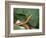 Spear Nose Snake (Langaha Madagaseariensis) Camouflaged to Resemble Tree, Madagascar-Andres Morya Hinojosa-Framed Photographic Print