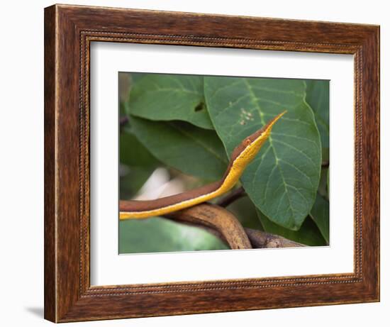 Spear Nose Snake (Langaha Madagaseariensis) Camouflaged to Resemble Tree, Madagascar-Andres Morya Hinojosa-Framed Photographic Print