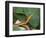 Spear Nose Snake (Langaha Madagaseariensis) Camouflaged to Resemble Tree, Madagascar-Andres Morya Hinojosa-Framed Photographic Print