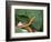 Spear Nose Snake (Langaha Madagaseariensis) Camouflaged to Resemble Tree, Madagascar-Andres Morya Hinojosa-Framed Photographic Print