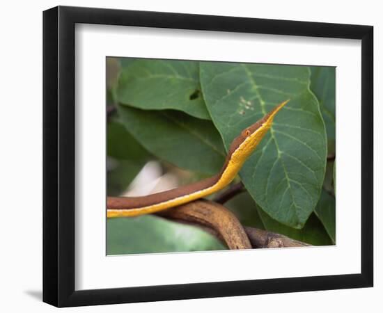 Spear Nose Snake (Langaha Madagaseariensis) Camouflaged to Resemble Tree, Madagascar-Andres Morya Hinojosa-Framed Photographic Print