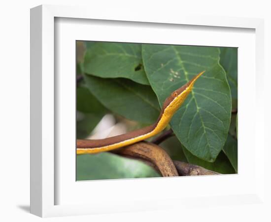 Spear Nose Snake (Langaha Madagaseariensis) Camouflaged to Resemble Tree, Madagascar-Andres Morya Hinojosa-Framed Photographic Print