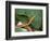 Spear Nose Snake (Langaha Madagaseariensis) Camouflaged to Resemble Tree, Madagascar-Andres Morya Hinojosa-Framed Photographic Print