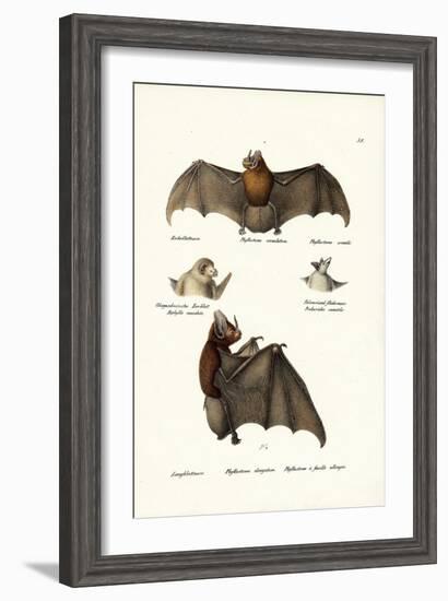 Spear-Nosed Bats, 1824-Karl Joseph Brodtmann-Framed Giclee Print