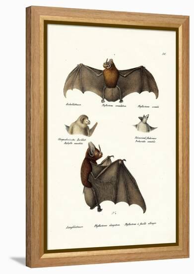 Spear-Nosed Bats, 1824-Karl Joseph Brodtmann-Framed Premier Image Canvas