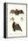 Spear-Nosed Bats, 1824-Karl Joseph Brodtmann-Framed Premier Image Canvas