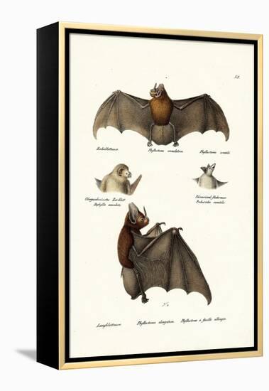 Spear-Nosed Bats, 1824-Karl Joseph Brodtmann-Framed Premier Image Canvas