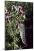 Spear Thistle (Cirsium Vulgare)-Adrian Bicker-Mounted Photographic Print