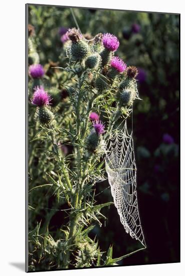 Spear Thistle (Cirsium Vulgare)-Adrian Bicker-Mounted Photographic Print