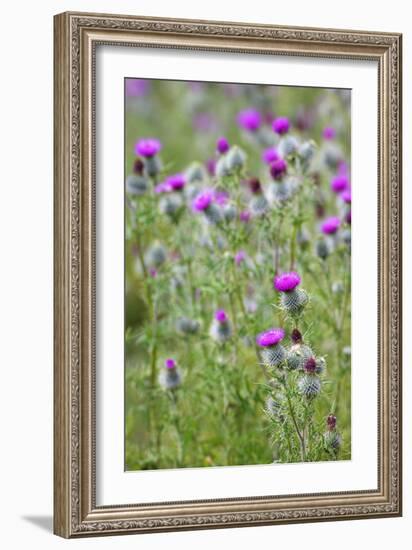 Spear Thistle (Cirsium Vulgare)-Duncan Shaw-Framed Photographic Print