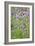 Spear Thistle (Cirsium Vulgare)-Duncan Shaw-Framed Photographic Print