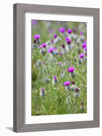 Spear Thistle (Cirsium Vulgare)-Duncan Shaw-Framed Photographic Print