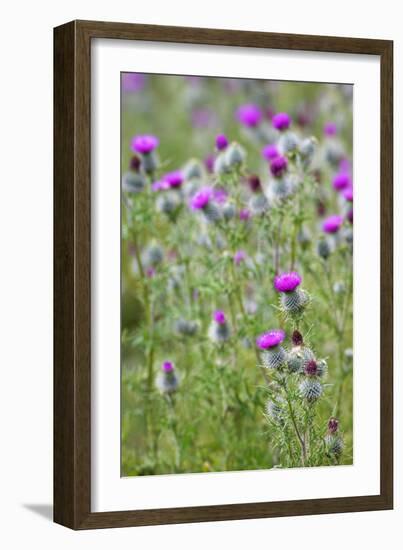 Spear Thistle (Cirsium Vulgare)-Duncan Shaw-Framed Photographic Print