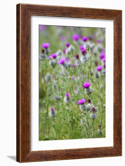 Spear Thistle (Cirsium Vulgare)-Duncan Shaw-Framed Photographic Print