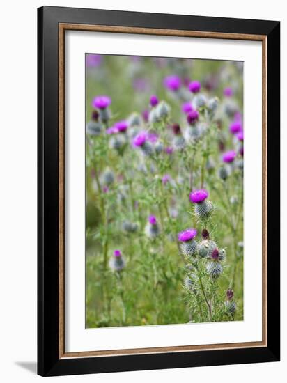 Spear Thistle (Cirsium Vulgare)-Duncan Shaw-Framed Photographic Print