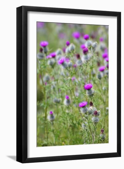 Spear Thistle (Cirsium Vulgare)-Duncan Shaw-Framed Photographic Print