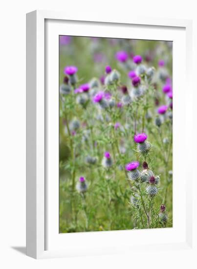 Spear Thistle (Cirsium Vulgare)-Duncan Shaw-Framed Photographic Print