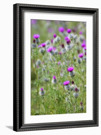 Spear Thistle (Cirsium Vulgare)-Duncan Shaw-Framed Photographic Print