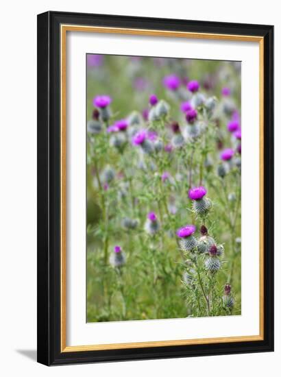 Spear Thistle (Cirsium Vulgare)-Duncan Shaw-Framed Photographic Print