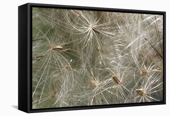 Spear Thistle Seeds (Cirsium Vulgare)-Duncan Shaw-Framed Premier Image Canvas