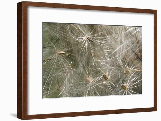 Spear Thistle Seeds (Cirsium Vulgare)-Duncan Shaw-Framed Photographic Print