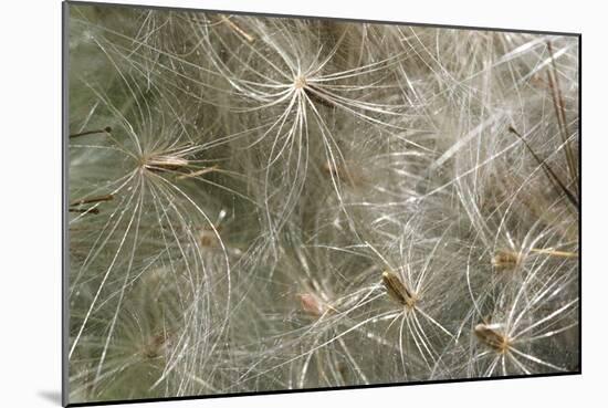 Spear Thistle Seeds (Cirsium Vulgare)-Duncan Shaw-Mounted Photographic Print